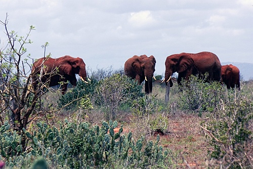 Kenia (467)